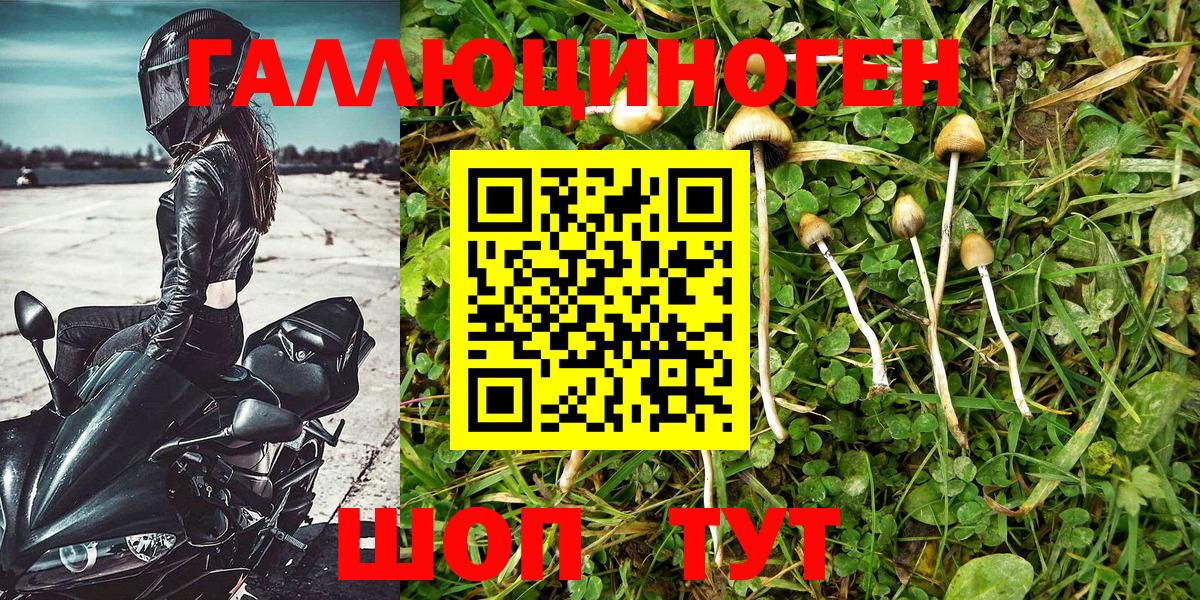 Галлюциногенные грибы Psilocybine cubensis Торжок